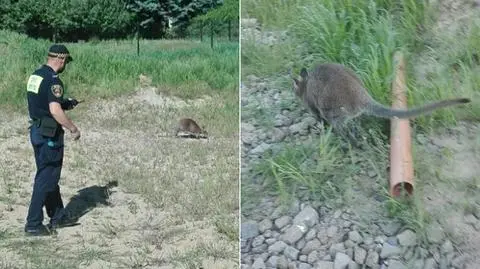 Kraków. Strażnicy miejscy ścigali kangura