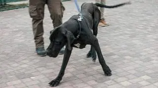 Odebrany interwencyjnie Carlos miał znaczną niedowagę