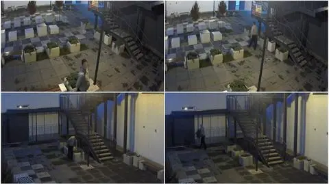 Złodziej krzewów w Pile