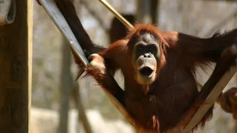 Orangutan Sandra może opuścić zoo. Bezprecedensowy wyrok sądu
