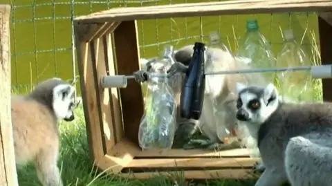 Tajemnicza skrzynia lemurów. 
Oto nowa zabawka braci króla Juliana