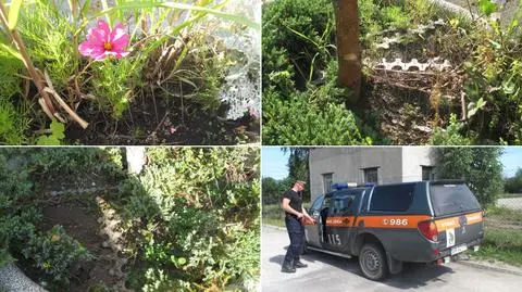 Kolce w donicach na gdyńskim osiedlu
