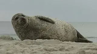 Niecodzienny gość zjawił się na plaży w Kołobrzegu. Nie wiemy czy na wakacjach, ale na pewno w dobrym humorze... Bo plaża piękna, a i ludzie urzeczeni nietypową wizytą foki. (TVN24)