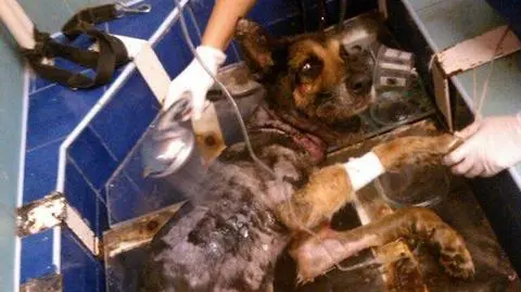 Świerklaniec. Policja bada sprawę psa umierającego w cierpieniu