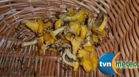 Kurki na Trzech Króli w Borach Tucholskich