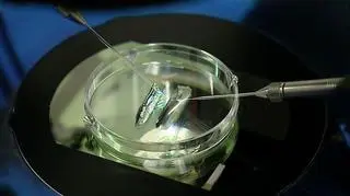Rządowy projekt in vitro