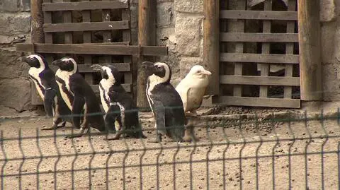 Dyrekcja zoo bardzo cieszy się z niezwykłych narodzin