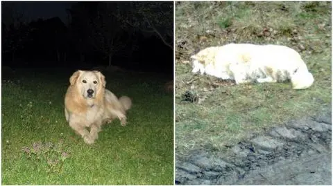 Myśliwy zastrzelił golden retrievera
