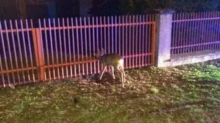 Strażacy i policjanci ratowali sarniaka