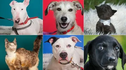 Psy ze schroniska znajdują nowy dom dzięki sesjom zdjęciowym