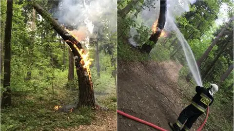 Dolny Śląsk. Strażacy gasili drzewo w lesie
