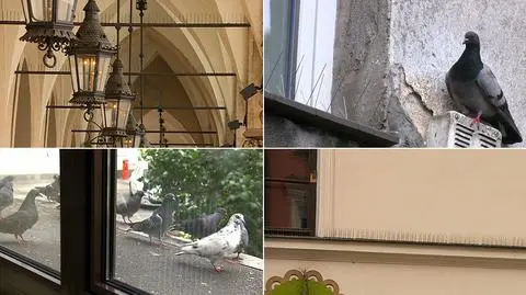 Gołębie się ucieszą. Poselski projekt zniesienia kolców
