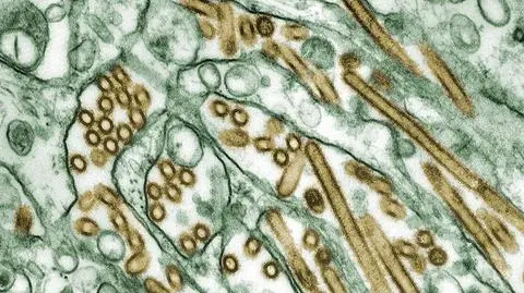 Laboratorium wysłało śmiertelnego wirusa grypy. Przez pomyłkę