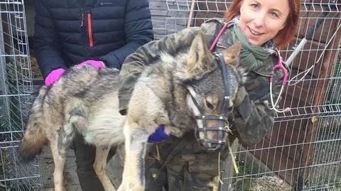 Wilk po operacji i rehabilitacji wraca do lasu