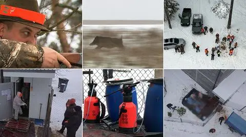 Ostatnie weekendy pod znakiem polowań na dziki