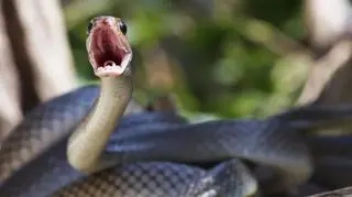 Lek neutralizował działanie jadu wielu węży