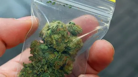 Nowy Jork legalizuje marihuanę do celów leczniczych