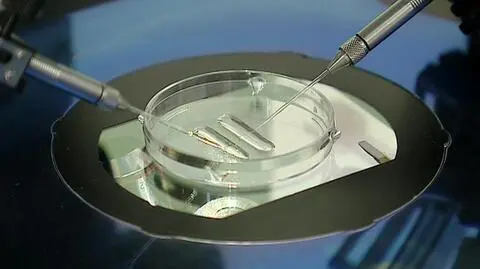 Senacka komisja zdrowia za odrzuceniem ustawy o in vitro