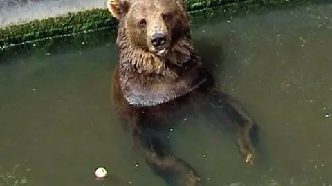 Sprawdzą poziom stresu misiów