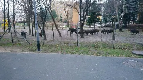 A gamekeeper arrived at the scene but the animals ran away back into the wild