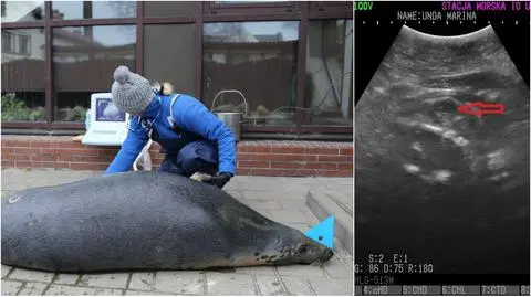 Cztery helskie foki w ciąży