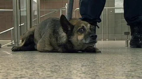 Ten pies biegł za metrem prawie 10 km