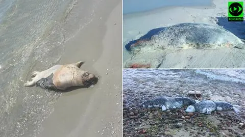 Martwa foka znaleziona na plaży, miała rozcięty brzuch