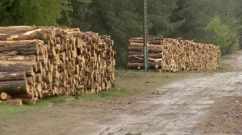 Wycinka drzew na woodstockowym polu. Przez szkodnika