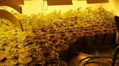 2,5 kilograma amfetaminy, marihuana i 7 zatrzymanych osób 