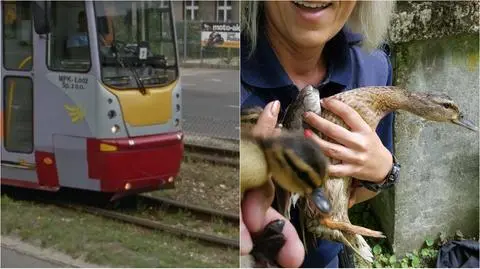 Wyhamował tramwaj, żeby uratować rodzinę kaczek