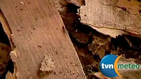 Zeżarły mieszkanie w kilka godzin