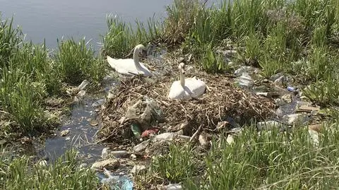 Gniazdo jest w Gdańsku 