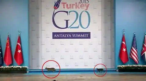 Koty na szczycie G20