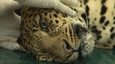 Książęce lamparty jadą do Afryki