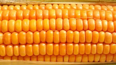 Prezydent pisze do premiera ws. GMO. Tusk: nie jestem entuzjastą