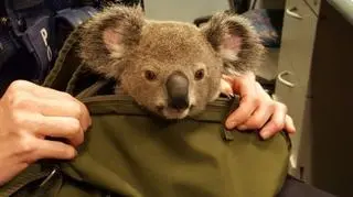 Koala podobno czuje się dobrze 