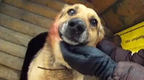 Schronisko-horror do kontroli