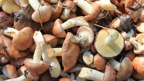 Polacy chętnie jedzą grzyby i chętnie je zbierają