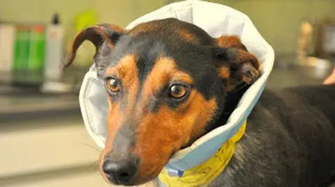 Weterynarze z Przemyśla uratowali psa