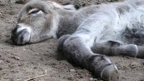George urodził się 27 sierpnia