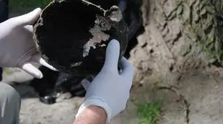 Czaszkę zbada antropolog z Muzeum Pierwszych Piastów na Lednicy