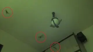 Nagrał jak nietoperze latają po jego mieszkaniu 