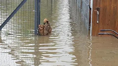 Podkarpacie: zbierają pieniądze na zalane schronisko "Czekadełko"