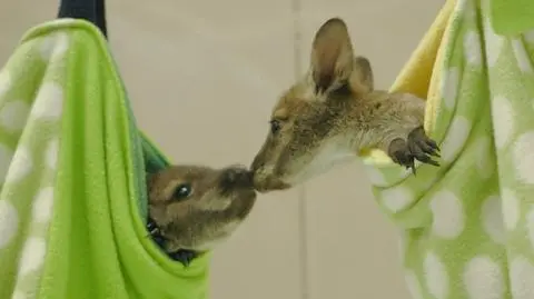 Małe kangury w zoo w San Diego