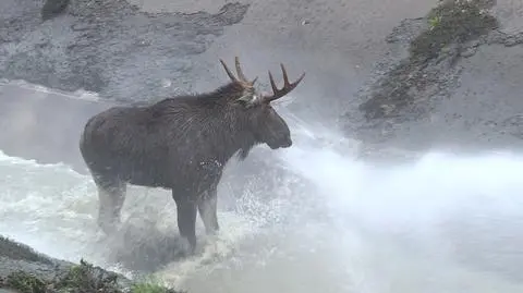 The moose fell into a sewage canal. It took six hours to get it out