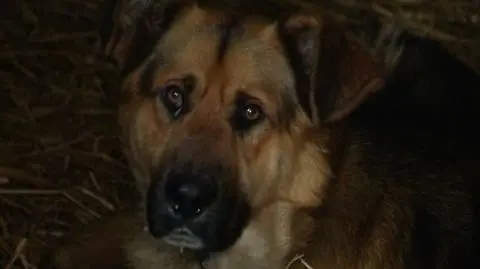 Broniła kur, omal nie zagryzł jej pies