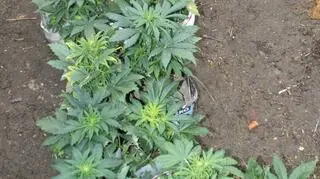 Nielegalną plantację oświetlał kradzionym prądem