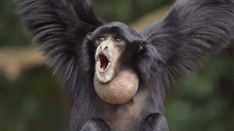 Gibony na helu dorównują śpiewakom operowym