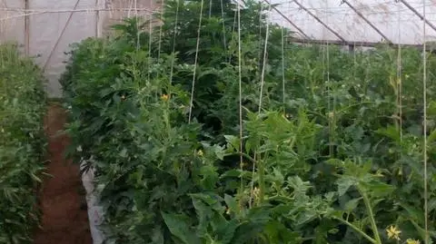 Plantacja konopi wśród pomidorów. "Broń na szkodniki"