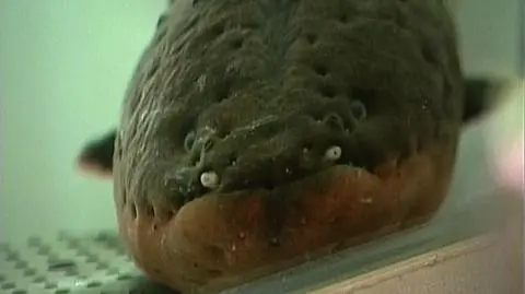 Węgorz na choinkę